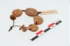 Foto von Bernsteinperlenkette (NHMW-PRAE-024541)